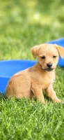 Oliver , a male Chiweenie and Mini Yorkshire Aussie for sale in Converse, IN – 1 of 1