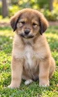 Rugar , a male Great Pyrenees and Golden Retriever for sale in Converse, IN – 1 of 1