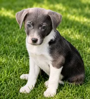 Rachel , a female Dachshund and Irish Wolfadoodle for sale in Converse, IN – 1 of 1