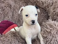 Tilly, a female Boston Terrier and Chihuahua for sale in Converse, IN – Photo 2 of 3