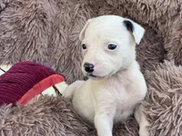 Tilly, a female Boston Terrier and Chihuahua for sale in Converse, IN – Photo 3 of 3