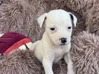 Tilly, a female Boston Terrier and Chihuahua for sale in Converse, IN – Photo 1 of 3