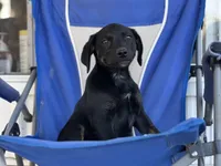 Raven, a female Beagle for sale in Converse, IN – Photo 2 of 2