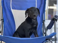 Raven, a female Beagle for sale in Converse, IN – Photo 1 of 2