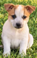 Max, a female Jack Russell Terrier and Australian Cattle Dog for sale in Converse, IN – 1 of 1