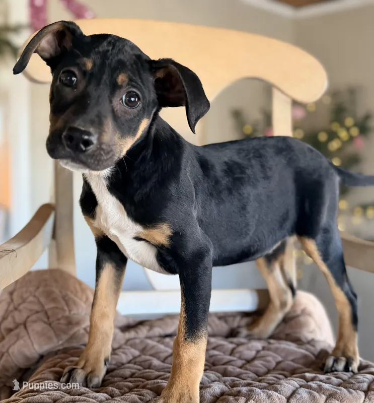 Baby Ruth, a female Labrador Retriever and Beaglier for sale in Converse, IN – Photo 1 of 1
