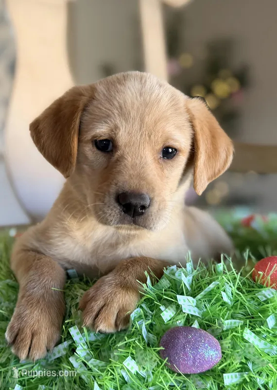 Patty – Golden Retriever, Miniature Shar-Pei puppy for sale in Converse, IN