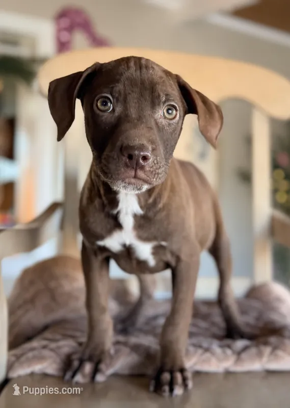Hershey, a female Labrador Retriever and Beaglier for sale in Converse, IN – Photo 1 of 1