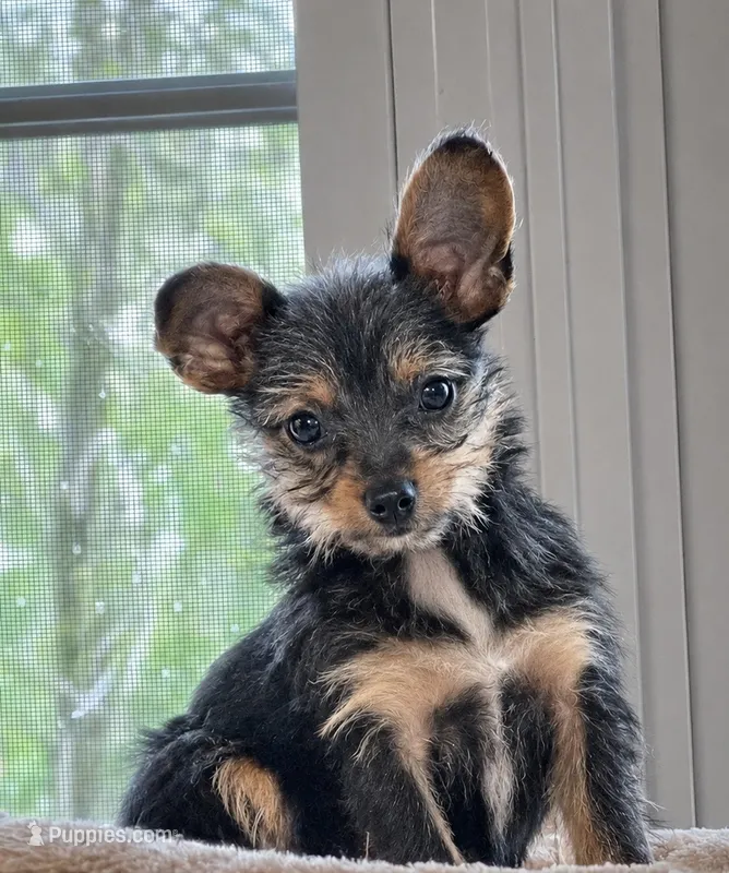 Daisy Doo – Yorkshire Terrier, Chipoo puppy for sale in Converse, IN
