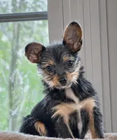 Daisy Doo, a female Yorkshire Terrier and Chipoo for sale in Converse, IN – 1 of 1