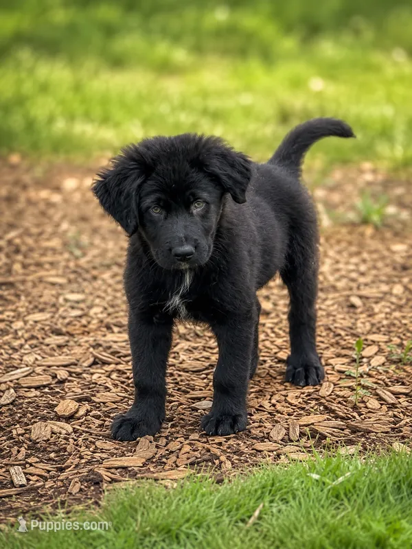 Rugar – Newfoundland, Golden Retriever puppy for sale in Converse, IN