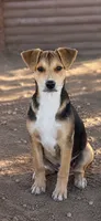 Devin, a male Labrador Retriever and Mountain Cur for sale in Converse, IN – 1 of 1