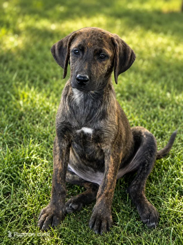 Bubs – Bloodhound, Labrador Retriever puppy for sale in Converse, IN