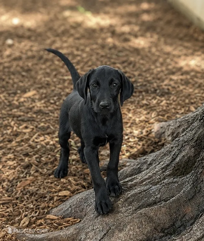 Jenny – Labrador Retriever, Irish Setter puppy for sale in Converse, IN