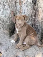 Riley, a male American Staffordshire Terrier and Labrador Retriever for sale in Converse, IN – 2 of 2