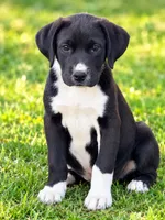 Fred, a male Newfoundland and Beagle for sale in Converse, IN – 1 of 1