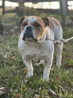 Big Max, a male English Bulldog for sale in Converse, IN – Photo 4 of 4