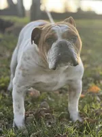 Big Max, a male English Bulldog for sale in Converse, IN – Photo 2 of 4