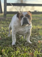 Big Max, a male English Bulldog for sale in Converse, IN – Photo 3 of 4