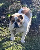 Big Max, a male English Bulldog for sale in Converse, IN – Photo 1 of 4