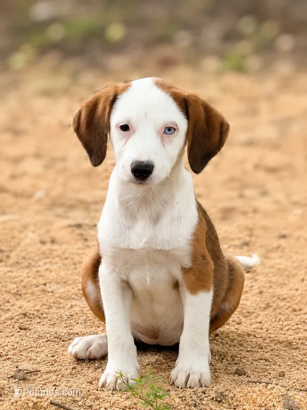 Abby – Australian Shepherd, Labrador Retriever puppy for sale in Converse, IN
