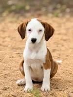Abby, a female Australian Shepherd and Labrador Retriever for sale in Converse, IN – 1 of 1