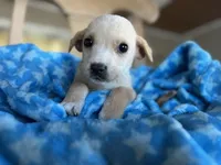 Cooper, a male Chihuahua for sale in Converse, IN – Photo 1 of 2