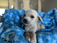 Cooper, a male Chihuahua for sale in Converse, IN – Photo 2 of 2