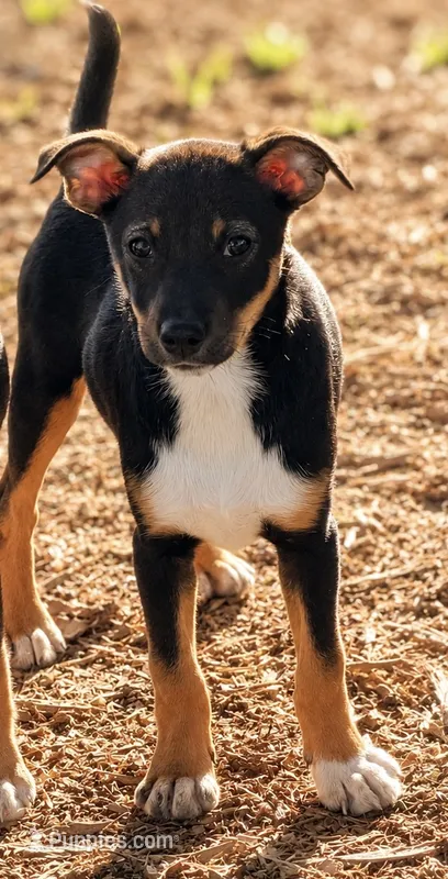 Daisy – Jack Russell Terrier puppy for sale in Converse, IN