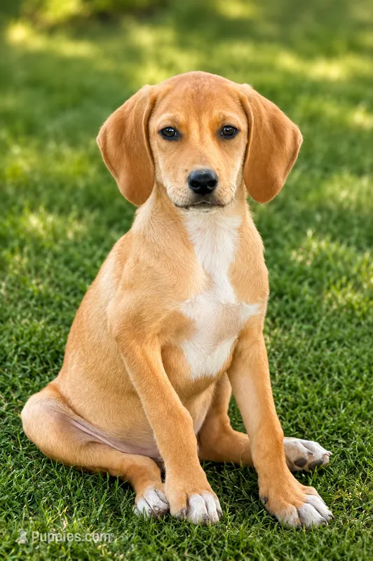 Buddy  – Bloodhound, Labrador Retriever puppy for sale in Converse, IN