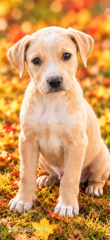 Clark  – Miniature Dachshund, Beaglier puppy for sale in Converse, IN