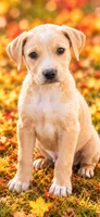 Clark , a male Miniature Dachshund and Beaglier for sale in Converse, IN – 1 of 1
