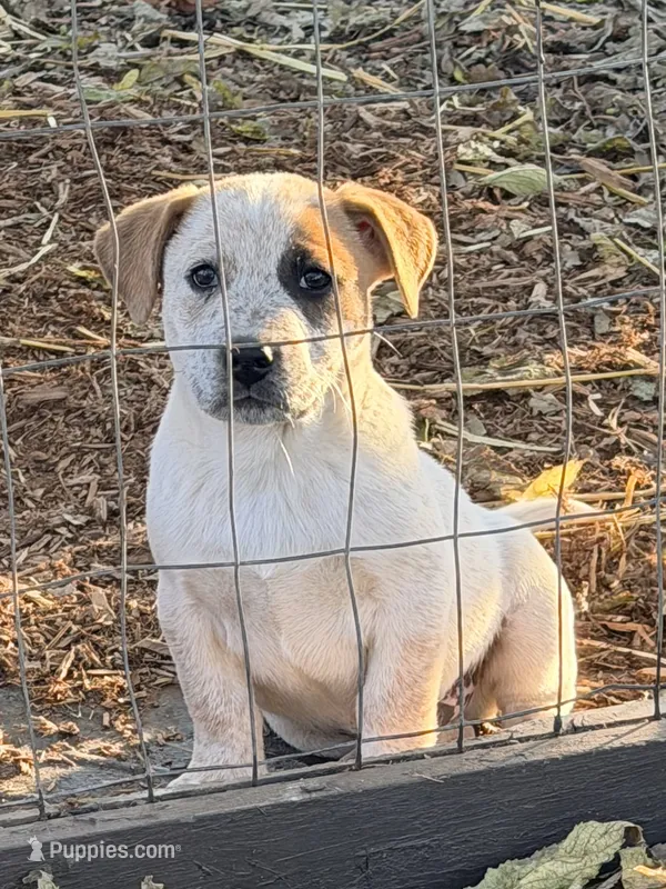 Miller – Jack Russell Terrier, Australian Cattle Dog puppy for sale in Converse, IN