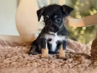 Duke , a female Chihuahua and Yorkshire Terrier for sale in Converse, IN – 2 of 3