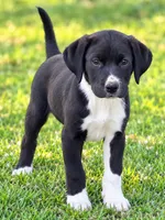 Harley, a female English Bulldog and Beagle for sale in Converse, IN – 1 of 1