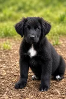 Ranger, a male Newfoundland and Golden Retriever for sale in Converse, IN – 1 of 1