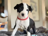 Bunny, a female Boston Terrier and Chihuahua for sale in Converse, IN – Photo 3 of 3