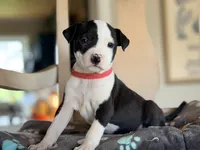 Bunny, a female Boston Terrier and Chihuahua for sale in Converse, IN – Photo 2 of 3