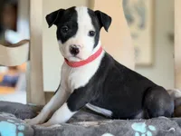 Bunny, a female Boston Terrier and Chihuahua for sale in Converse, IN – Photo 1 of 3