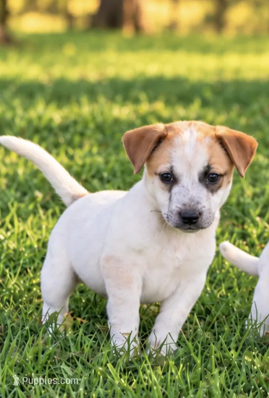 Miller – Jack Russell Terrier, Australian Cattle Dog puppy for sale in Converse, IN