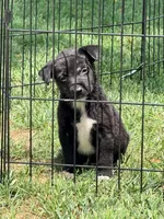 Poppy , a female Pomchi for sale in Converse, IN – 1 of 1