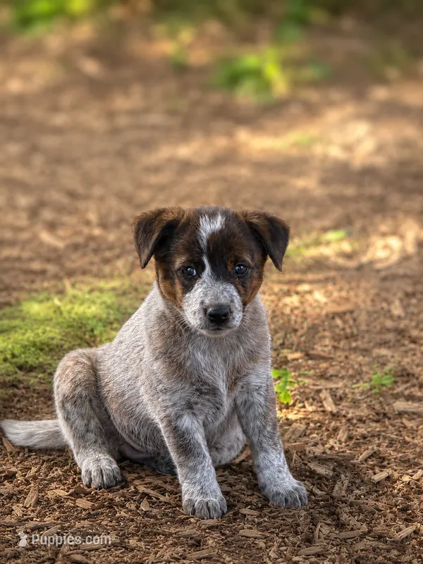 Clementine  – Australian Cattle Dog puppy for sale in Converse, IN