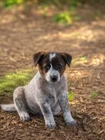 Clementine , a female Australian Cattle Dog for sale in Converse, IN – 1 of 1