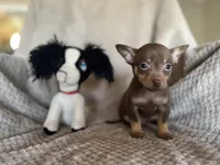 Kenny, a male Chihuahua for sale in Converse, IN – Photo 1 of 2