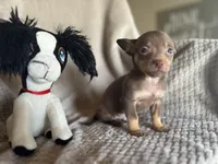 Kenny, a male Chihuahua for sale in Converse, IN – Photo 2 of 2