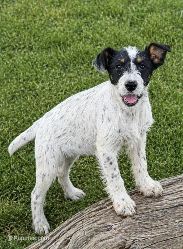 Trixie  – Airedale Terrier, Schnoodle puppy for sale in Converse, IN