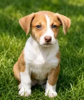 Rusty, a female Dachshund and Irish Wolfadoodle for sale in Converse, IN – 1 of 1