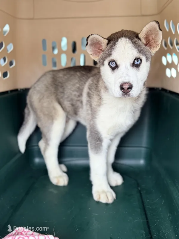 Theo – Alaskan Malamute puppy for sale in Converse, IN
