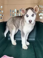 Theo, a male Alaskan Malamute for sale in Converse, IN – Photo 1 of 2