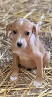 Dusty , a male Beagle and Cocker Spaniel for sale in Converse, IN – 1 of 1